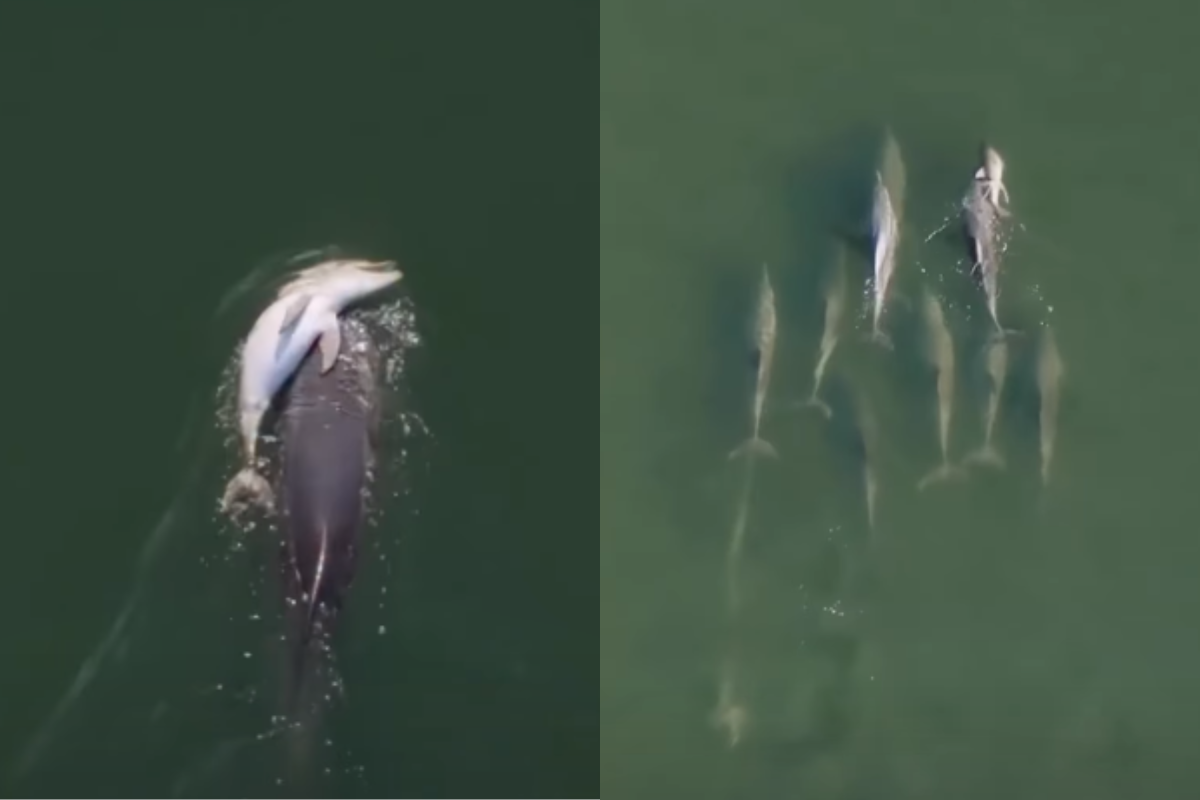 Imagem vinculada ao feed original: Golfinho "em luto" é visto carregando filhote morto pelo mar por dias