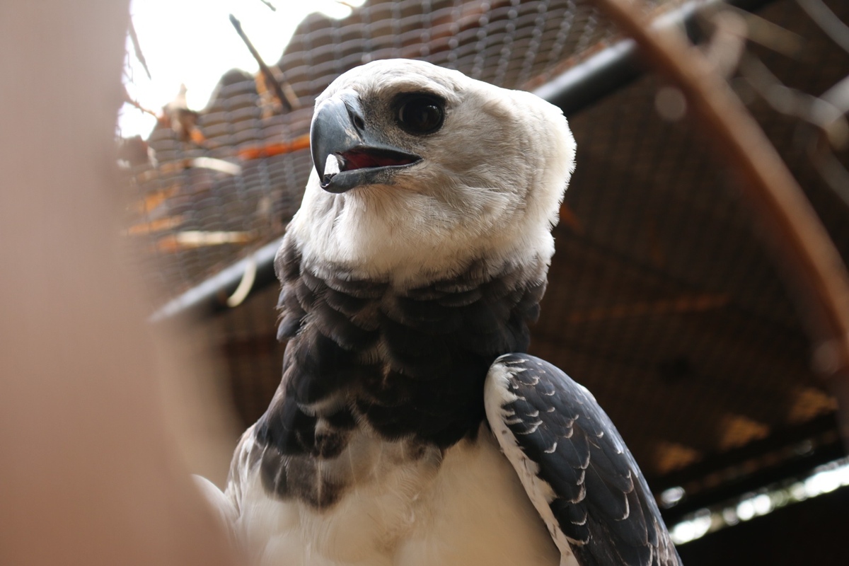 Zoológico de Brasília recebe harpia para formar casal reprodutivo