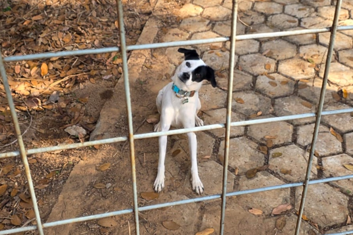 Cachorrinha que fugiu às vésperas de viagem de família morre atropelada