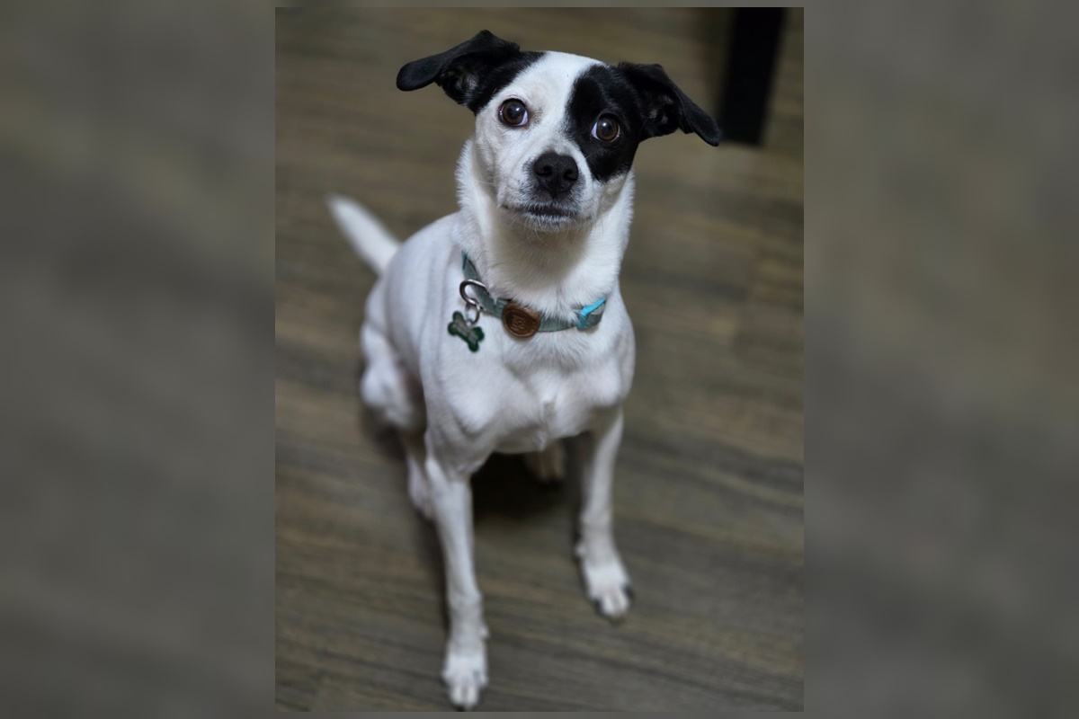 Cachorrinha foge e família se desespera às vésperas de se mudar do Brasil