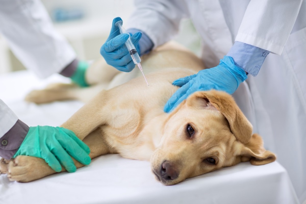 Erro de veterinário em castração causa morte de cão e tutora é indenizada