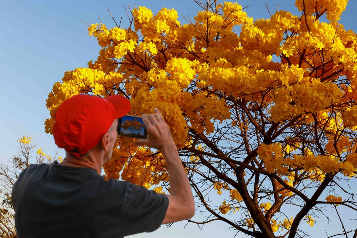 Minha Brasília Amarela: ipês inundam a cidade e deixam moradores apaixonados - QTU Questões do Universo
