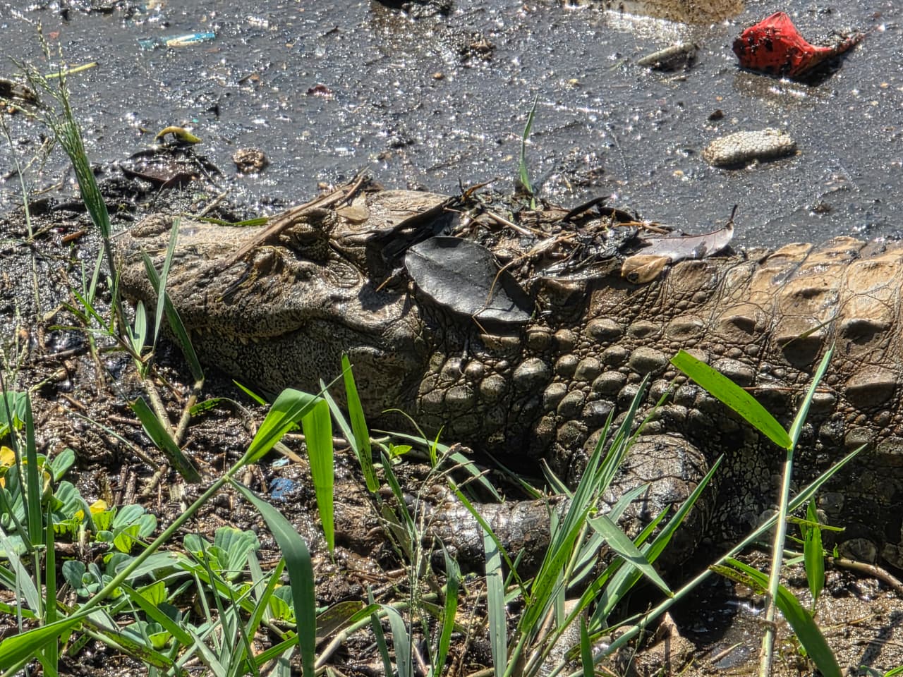 acaré de aproximadamente 2 metros é flagrado tomando sol em meio ao lixo às margens da Lagoa da Pampulha, em BH, nesta segunda-feira (31/8)