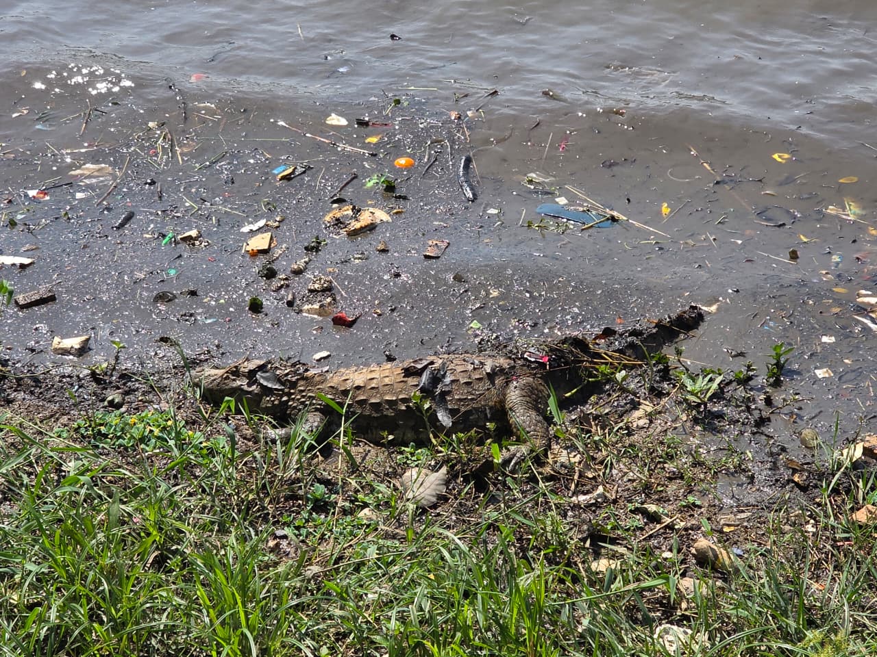Jacaré de quase 2 metros é flagrado em meio ao lixo na Lagoa da Pampulha - QTU Questões do Universo