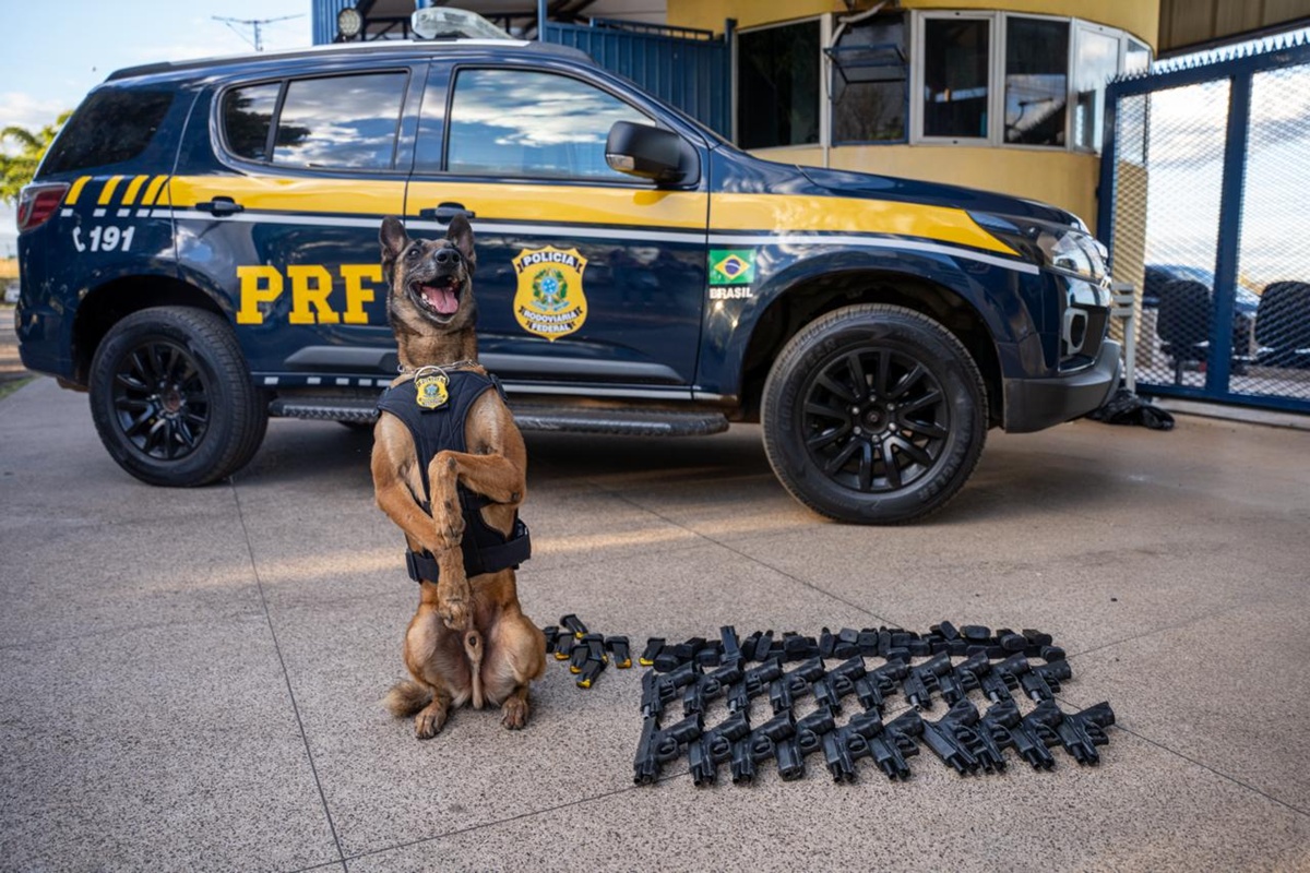 Cão da PRF desmantela tráfico de armas em operação na BR-060