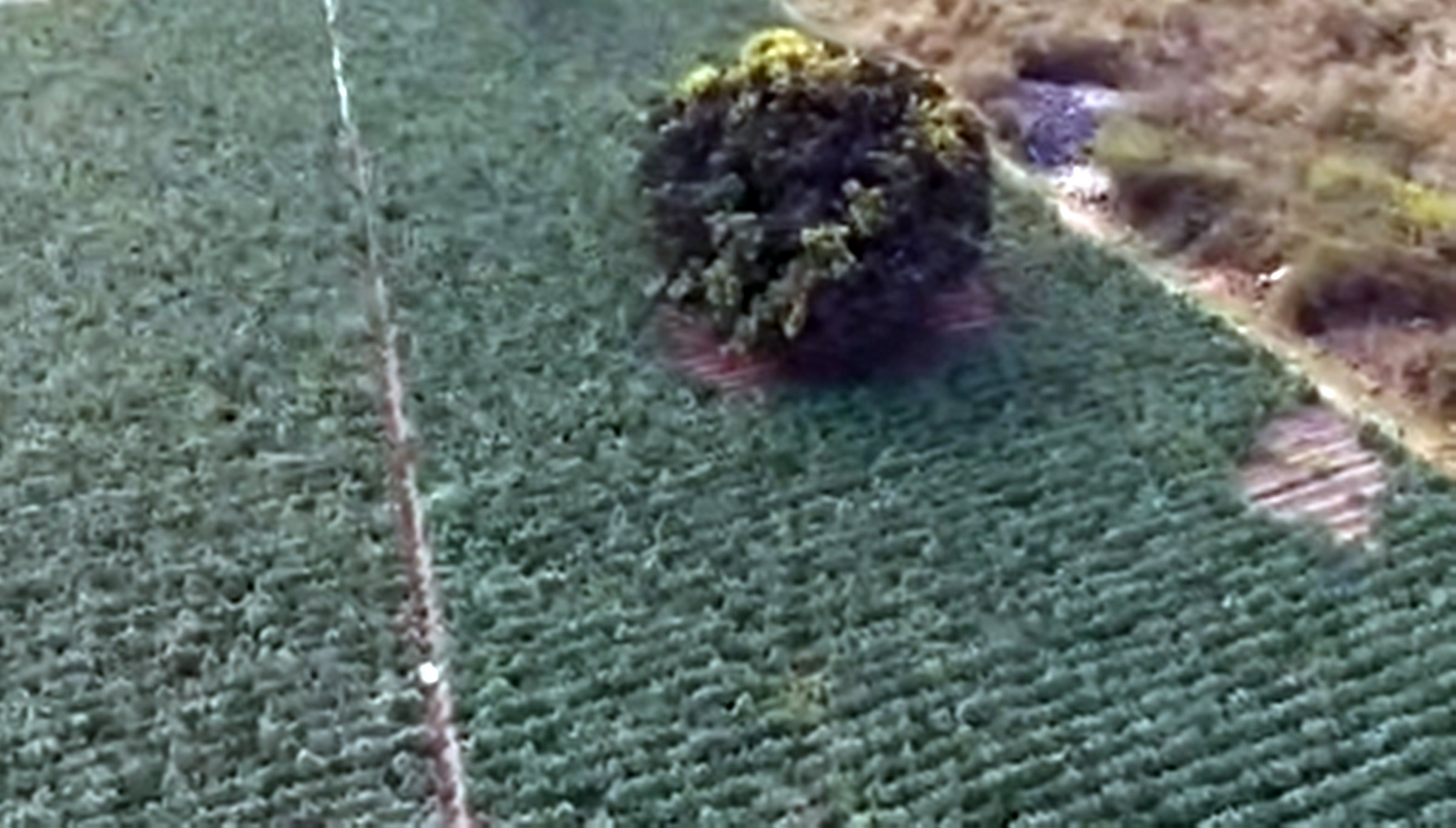 Maconha avança pelo Norte de MG com plantações em larga escala