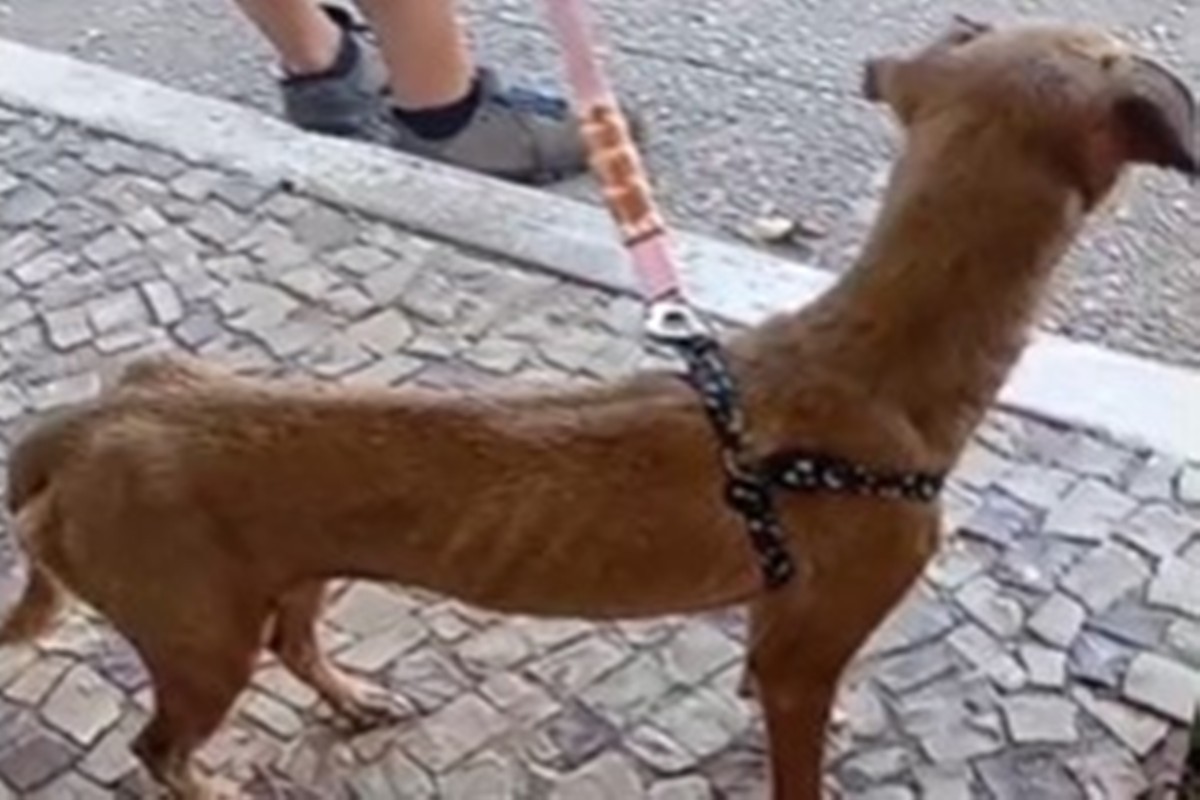 PCDF apura maus-tratos em abrigo após cadela ser encontrada desnutrida - QTU Questões do Universo