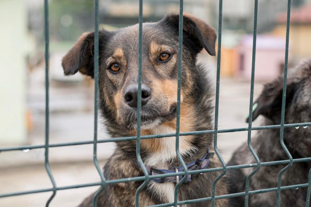 Câmara de Campinas aprova lei contra nomeação de condenados por maus-tratos a animais
