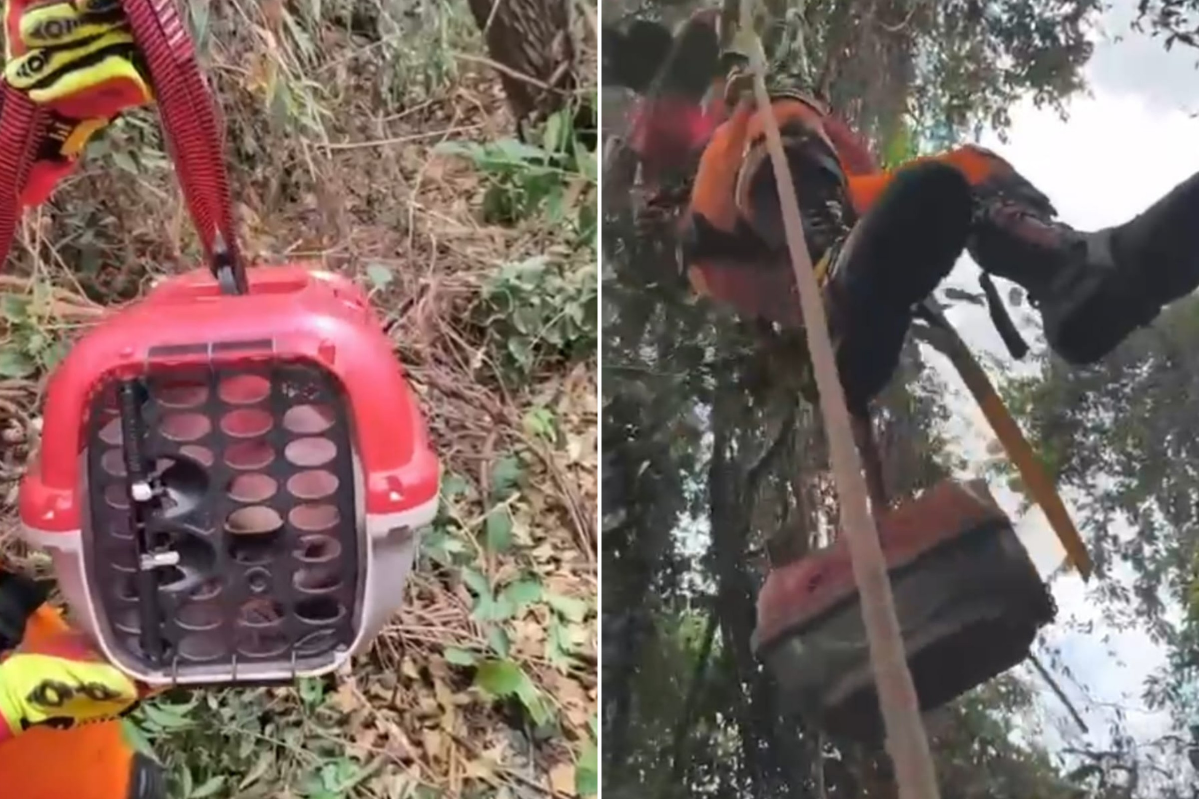 MG: bombeiros resgatam gato preso há 2 dias em árvore de 11 metros