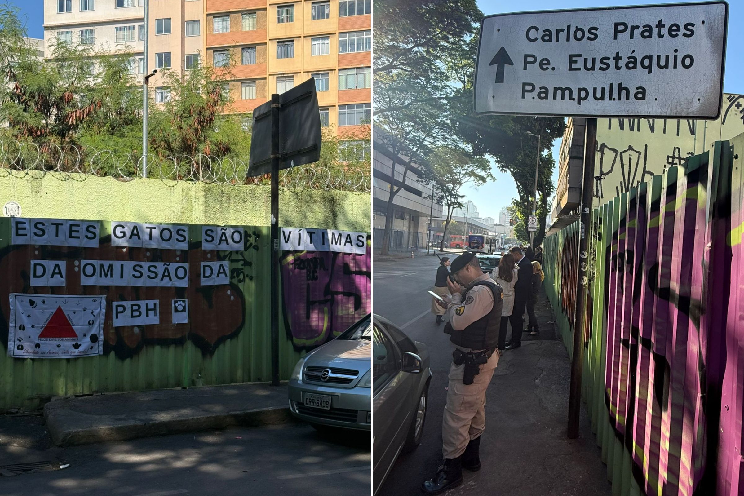 Desocupação de terreno onde vivem mais de 50 gatos mobiliza ativistas em BH