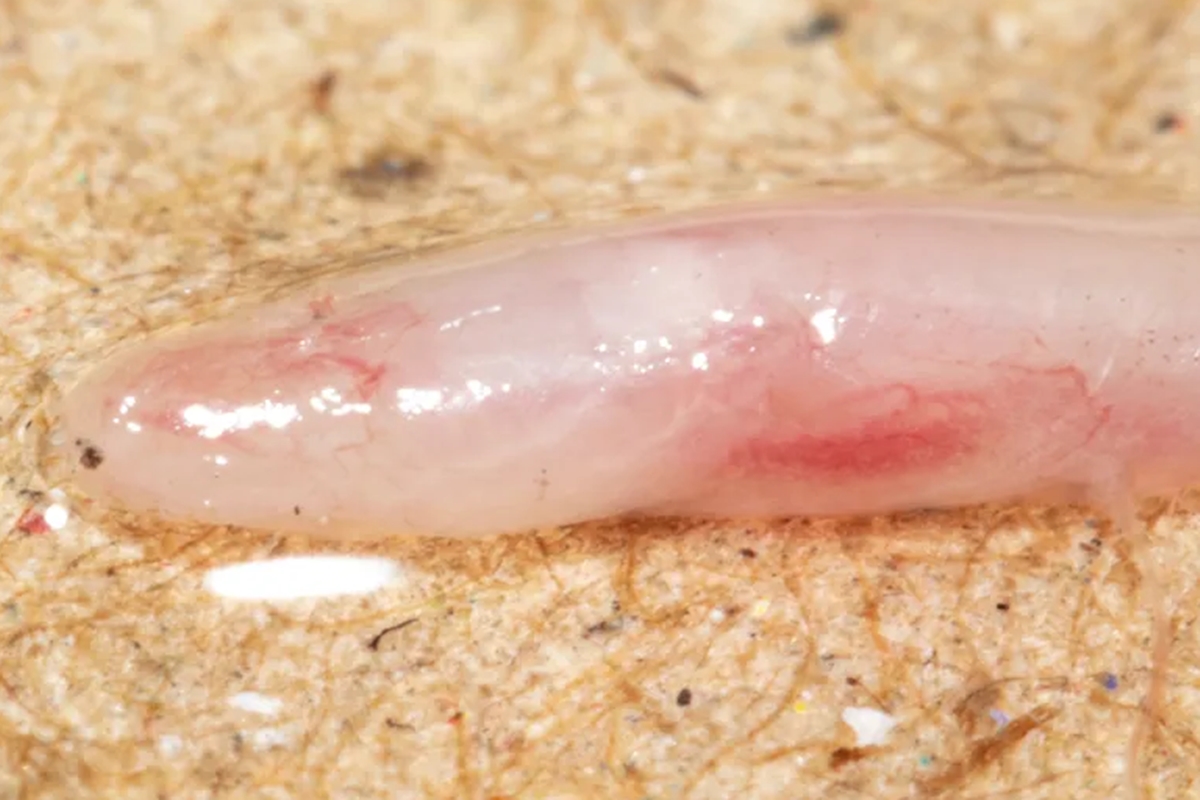 Foto colorida de minhoca de cor rosa claro sobre superfície de terra - Metrópoles.