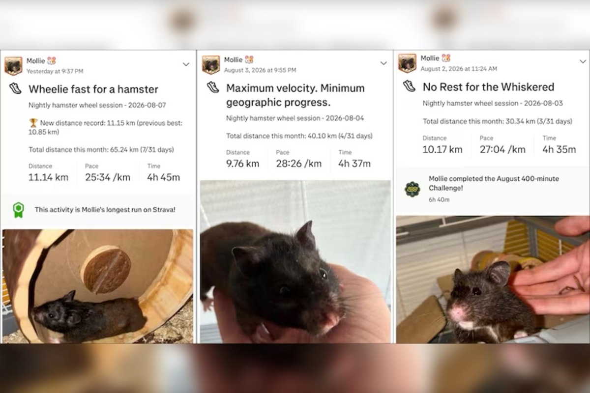 Terror do Strava: hamster consegue percorrer 70 km por semana na rodinha