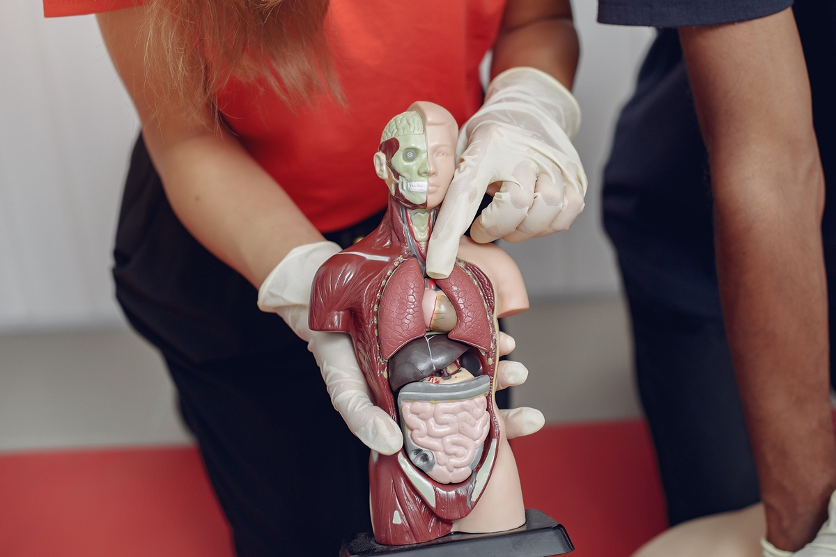 Estudo revela que órgãos envelhecem em ritmos diferentes dentro do mesmo corpo