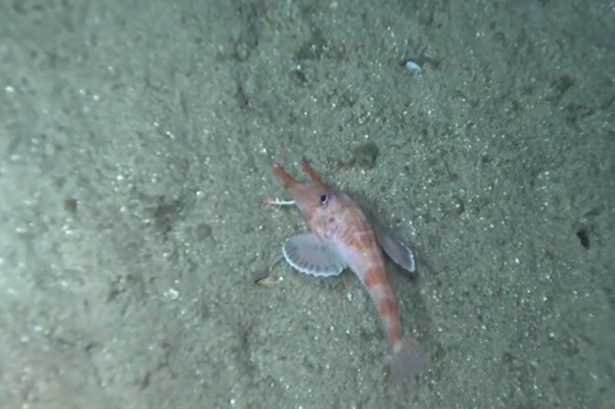 Cientistas encontram peixe que parece "caminhar" nas profundezas do mar - QTU Questões do Universo
