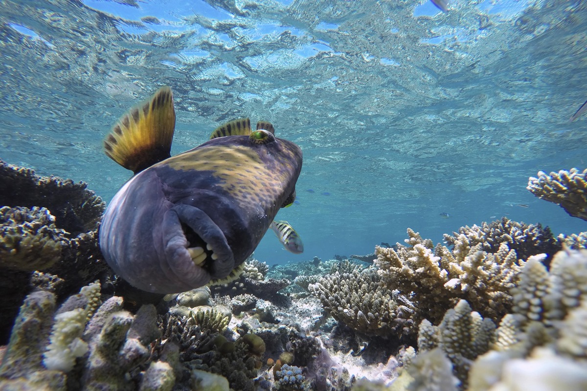Sorriso humano: peixes simpáticos são perigosos e atacam mergulhadores - QTU Questões do Universo