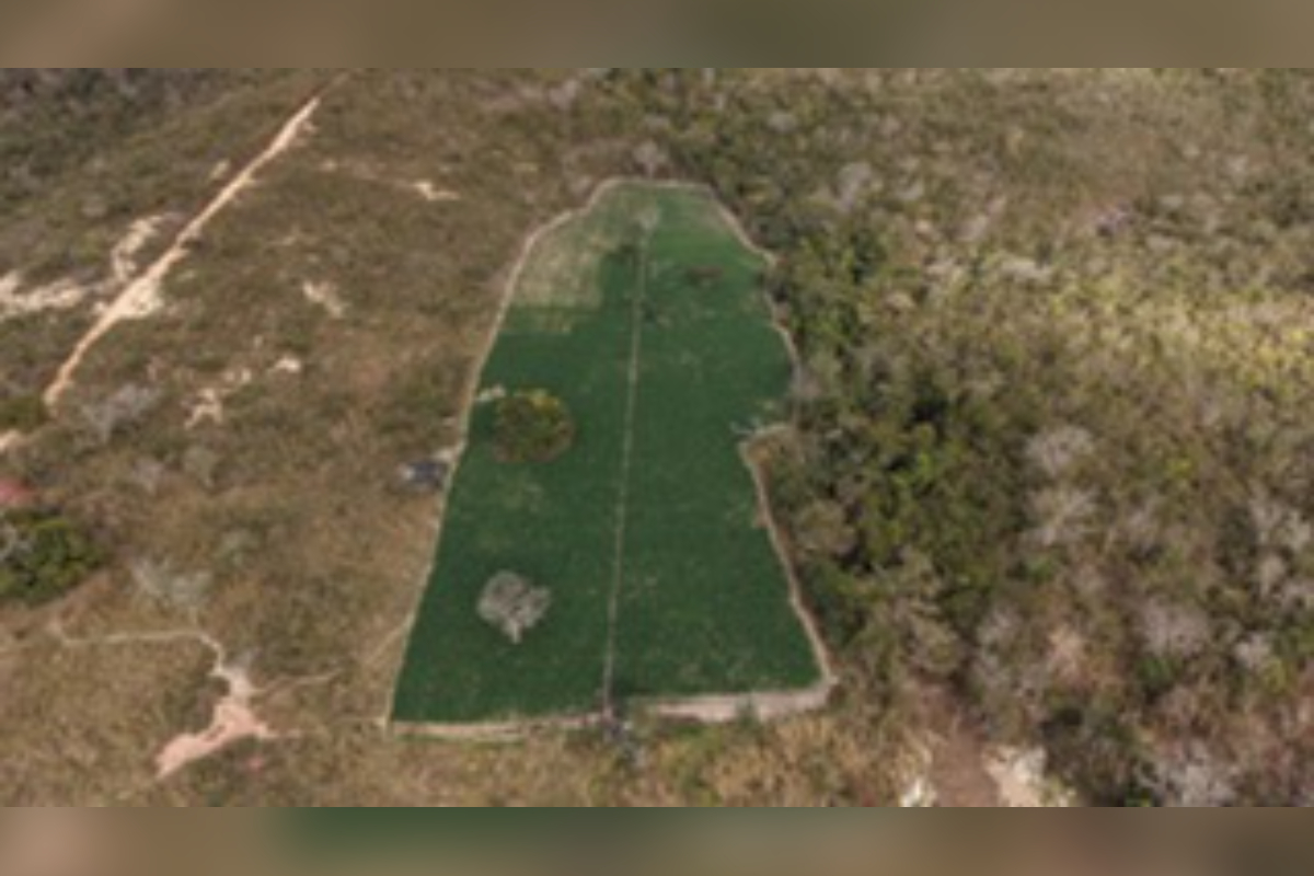 plantação maconha norte de minas