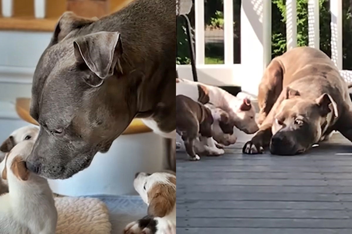 Pit bull que ajudou a criar 500 filhotes órfãos ganha homenagem após morrer - QTU Questões do Universo