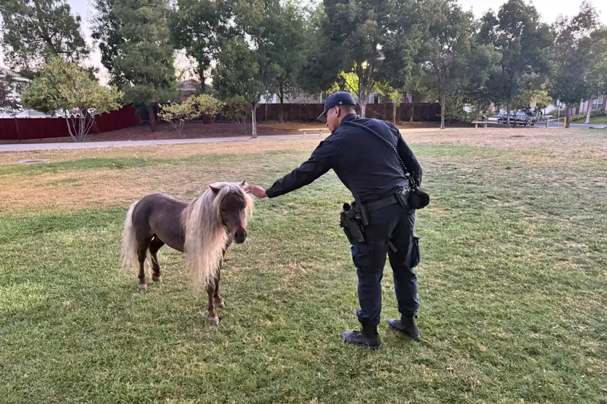 Foto colorida de pônei com policial