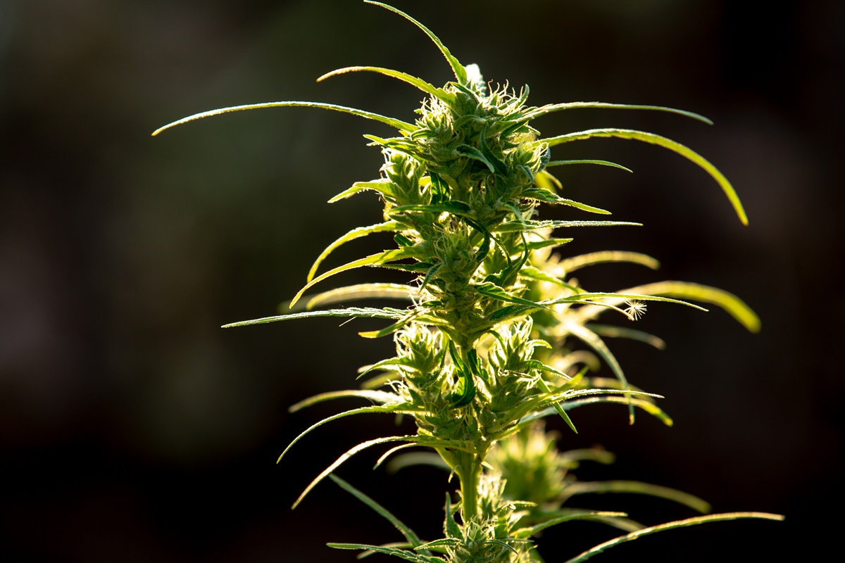 Composto da cannabis é eficaz no tratamento do estresse pós-traumático