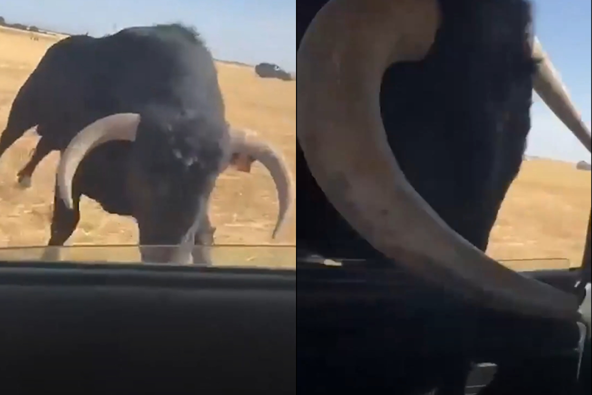 Touro ataca carro na Espanha e passageiro escapa de chifrada por pouco
