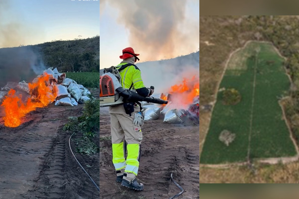 O que explica as grandes fazendas de maconha descobertas em MG - QTU Questões do Universo
