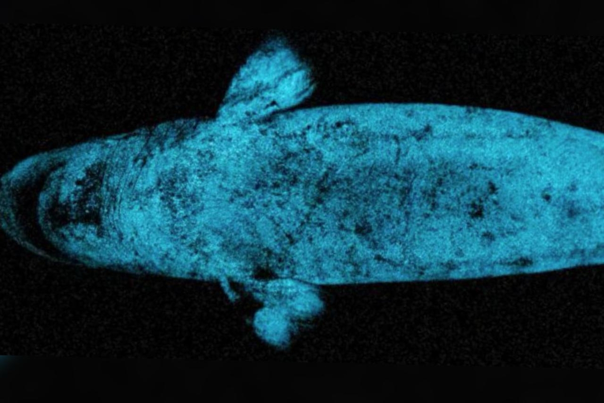 Imagem vinculada ao feed original: Tubarão bioluminescente pode usar o próprio brilho para caçar presas