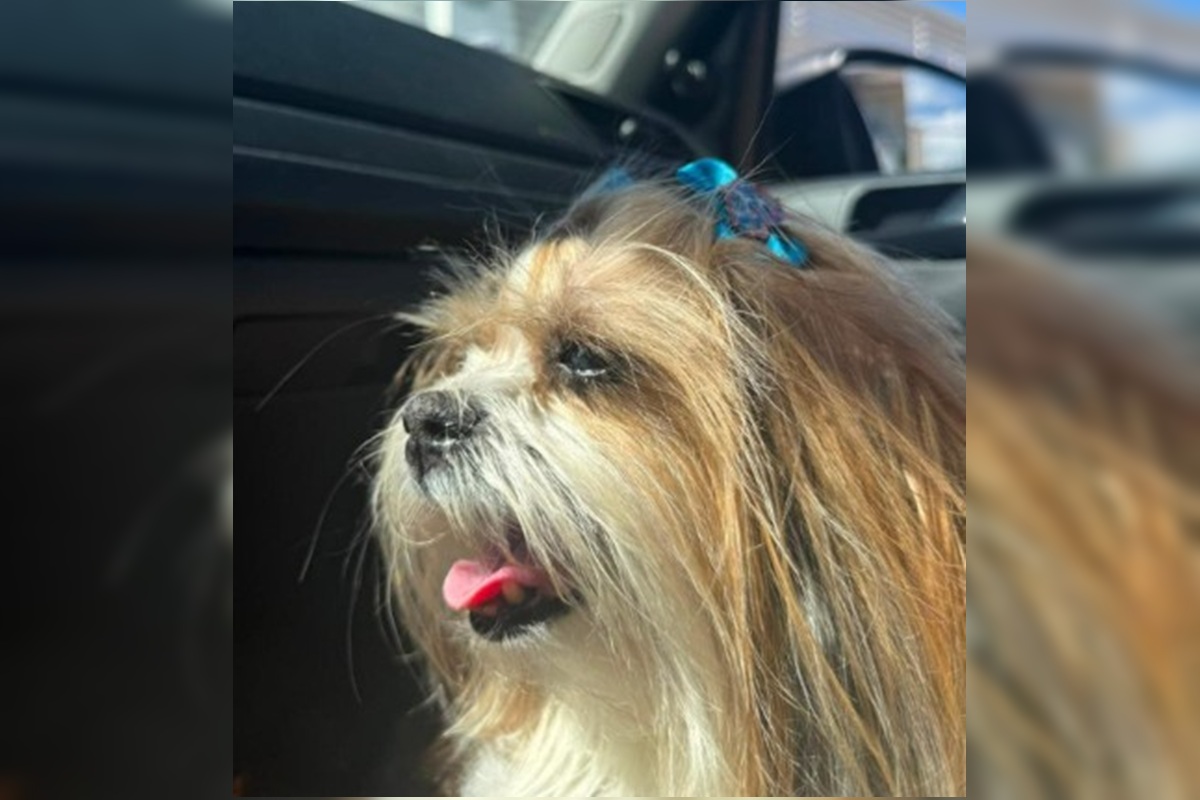 PCDF investiga morte de shih tzu encontrada enterrada em matagal