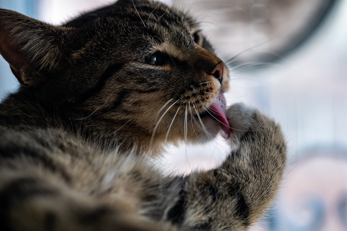 Gato lambendo a pata