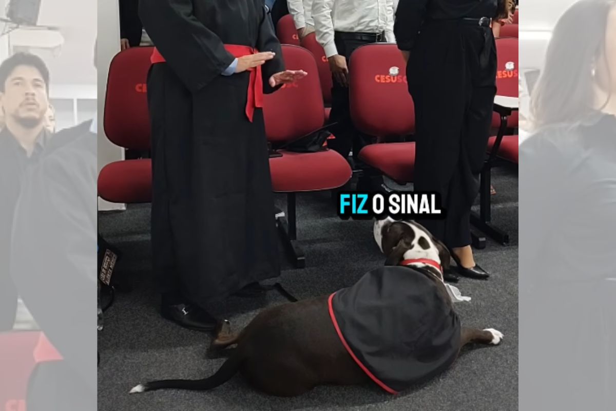 Cachorro de assistência