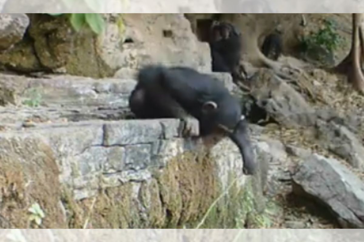 Estudo sobre macacos