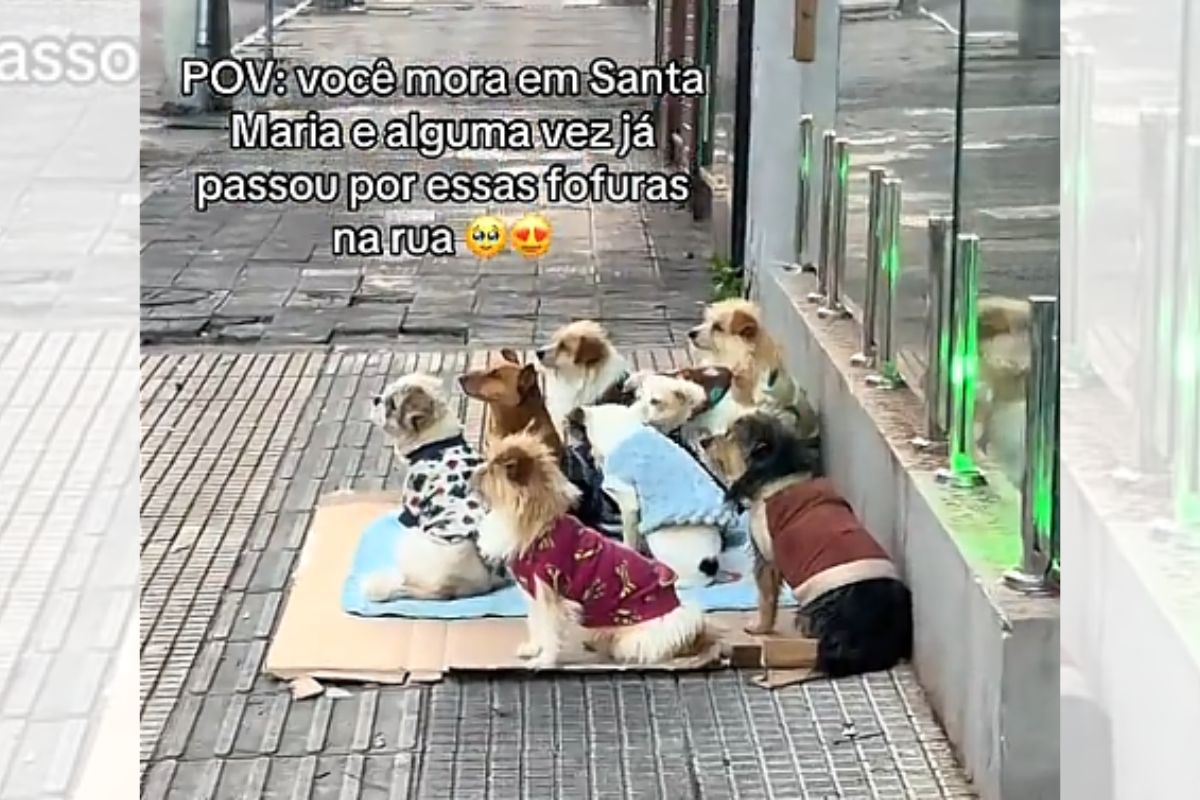 Catador viraliza ao trabalhar ao lado de nove cães vestidos com roupinhas