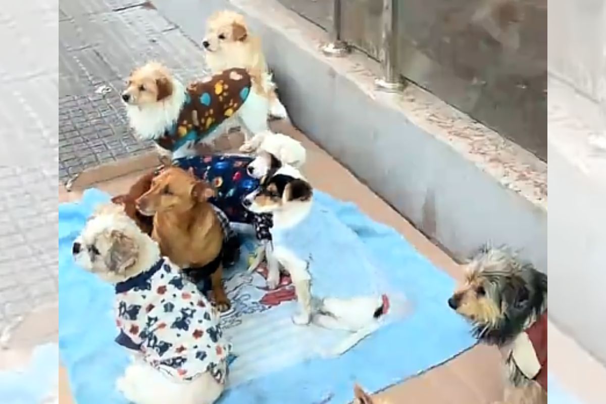 cães de roupinha