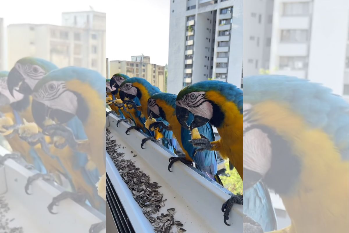 Mulher conquista araras e aves passam a visitar sua janela diariamente - Foto