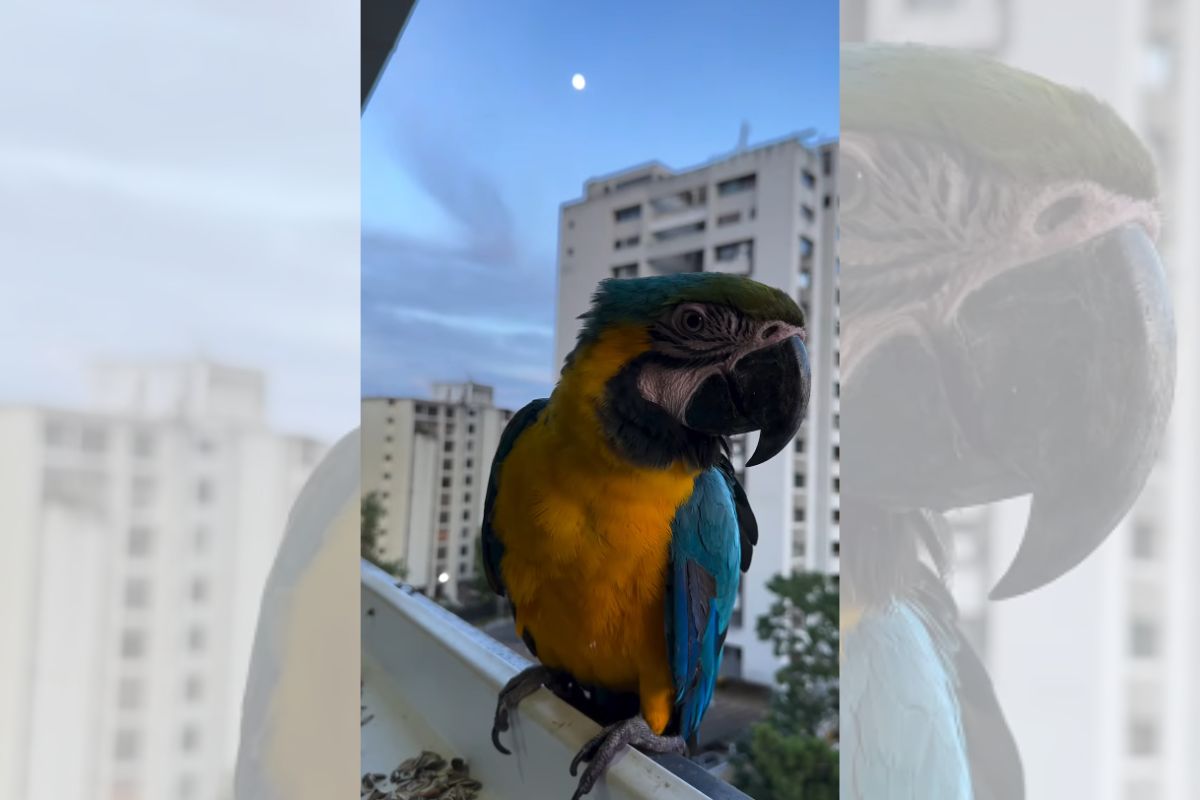 Mulher que recebe araras em varanda