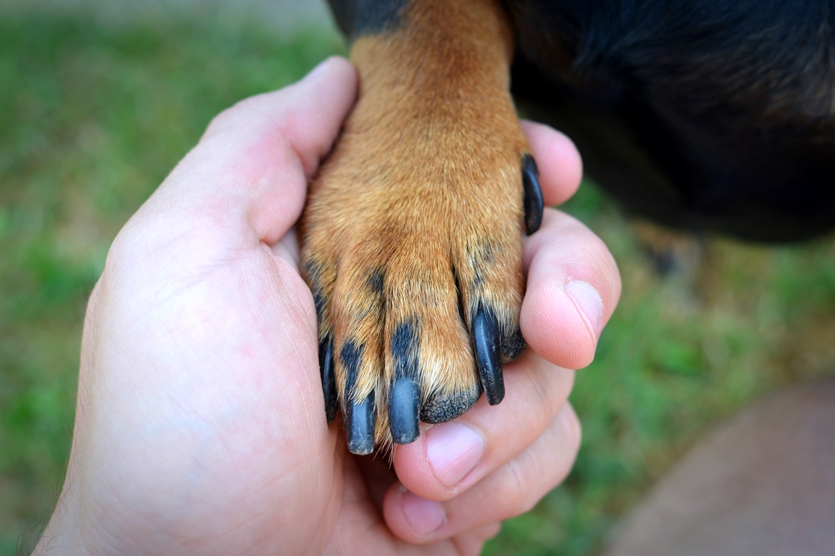 Unha de cachorro