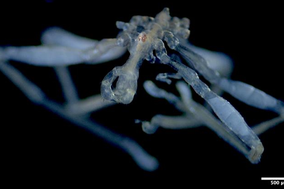 Imagem de raio-x de corpo de aranha marinha - Metrópoles.
