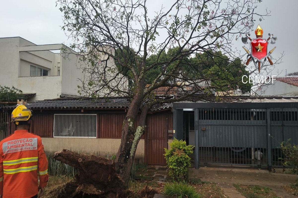 Temporal provoca queda de três árvores no DF durante o fim de semana