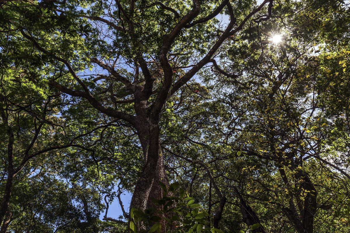 Assacu: árvore amazônica possui frutos “explosivos” e produz “leite” tóxico