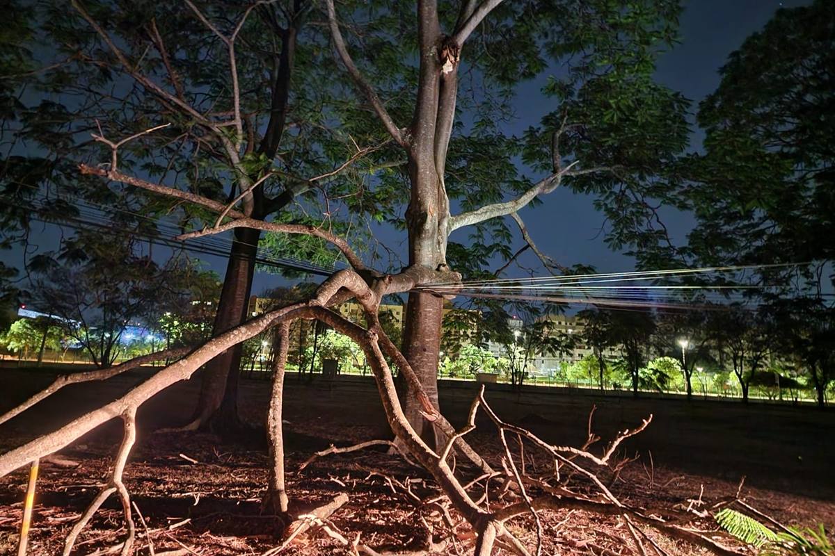 Árvore cai sobre rede elétrica e deixa sem luz parte do Parque da Cidade