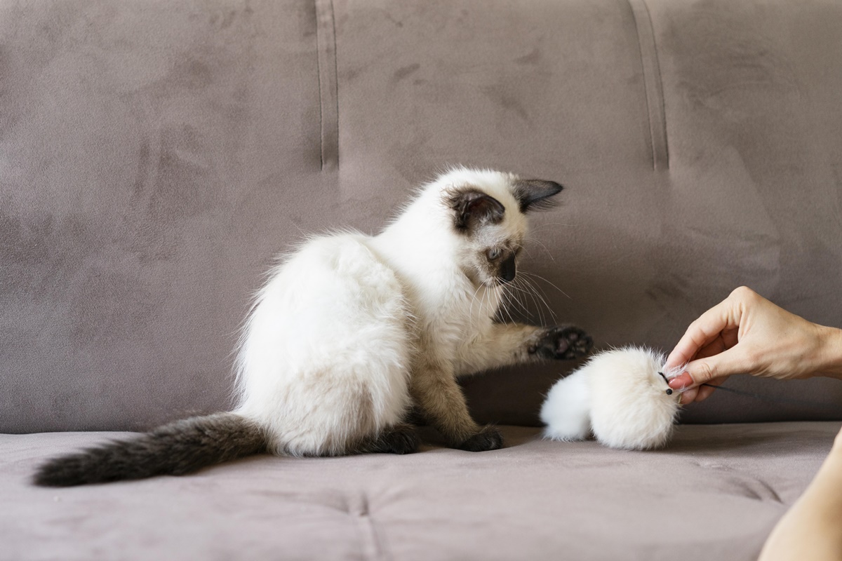 Escovação dos gatos reduz bolas de pelo e previne até problemas de saúde