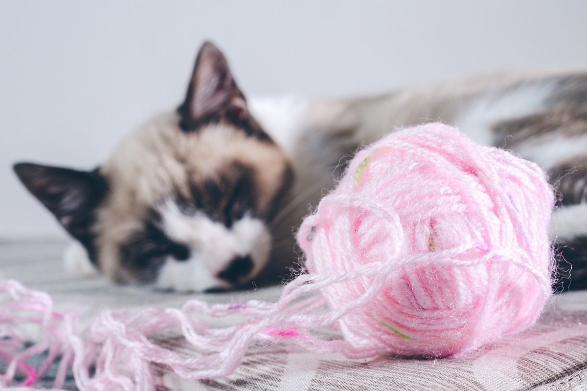 gato dormindo perto de bola