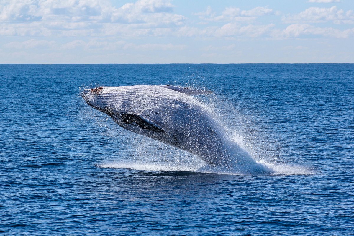 Baleia, elefante e girafa têm os maiores corações do mundo animal