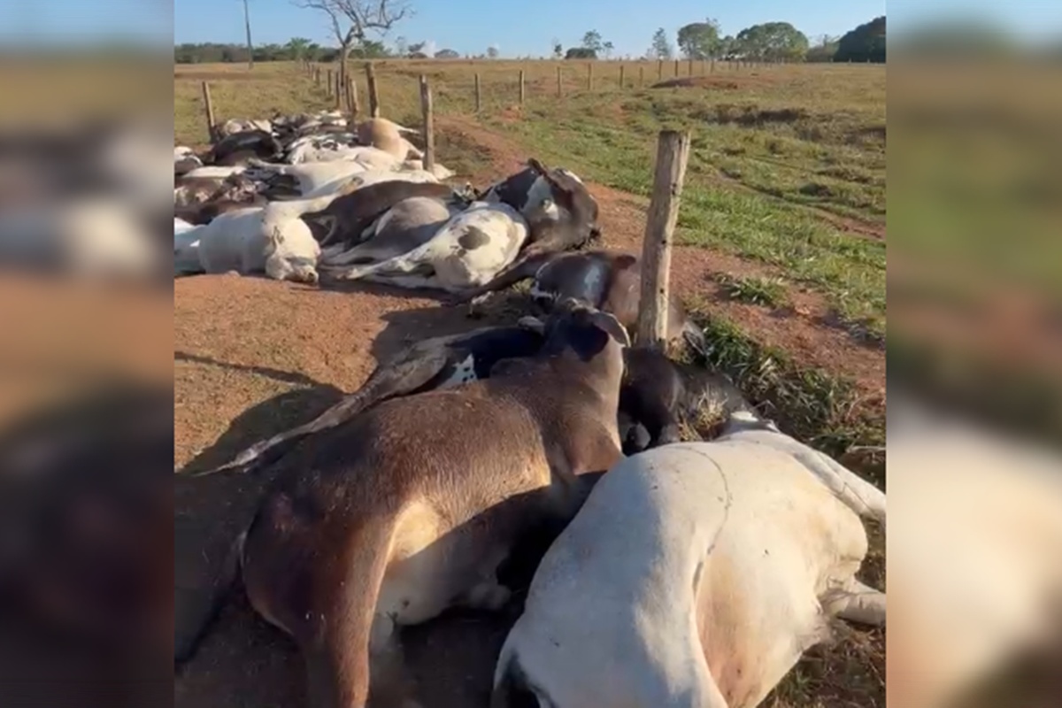 Fazendeiro tem prejuízo de R$ 223 mil após 62 bois morrerem eletrocutados