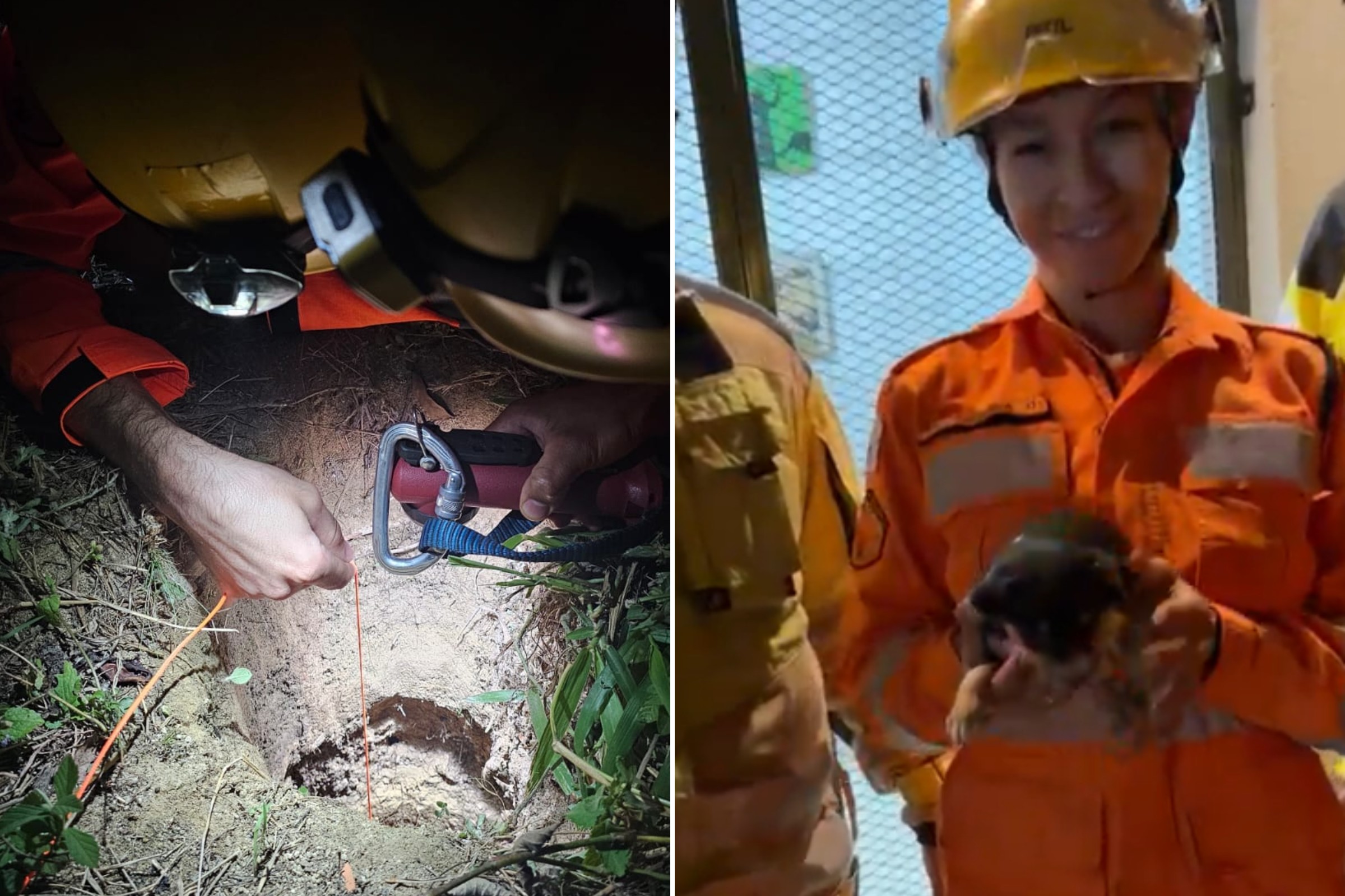 Cheiro da mãe ajuda bombeiros a resgatar cachorrinho de poço de 18m em MG - QTU Questões do Universo
