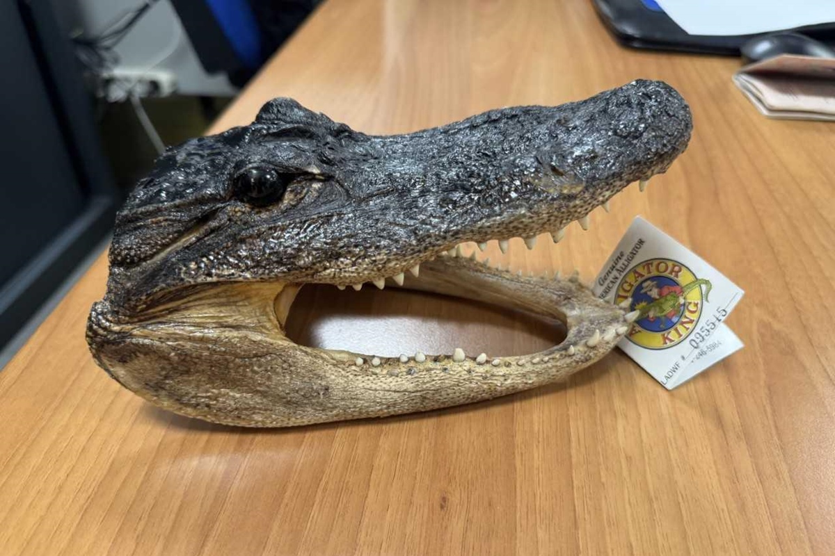 Polícia italiana apreende cabeça de crocodilo em bagagem de passageiro