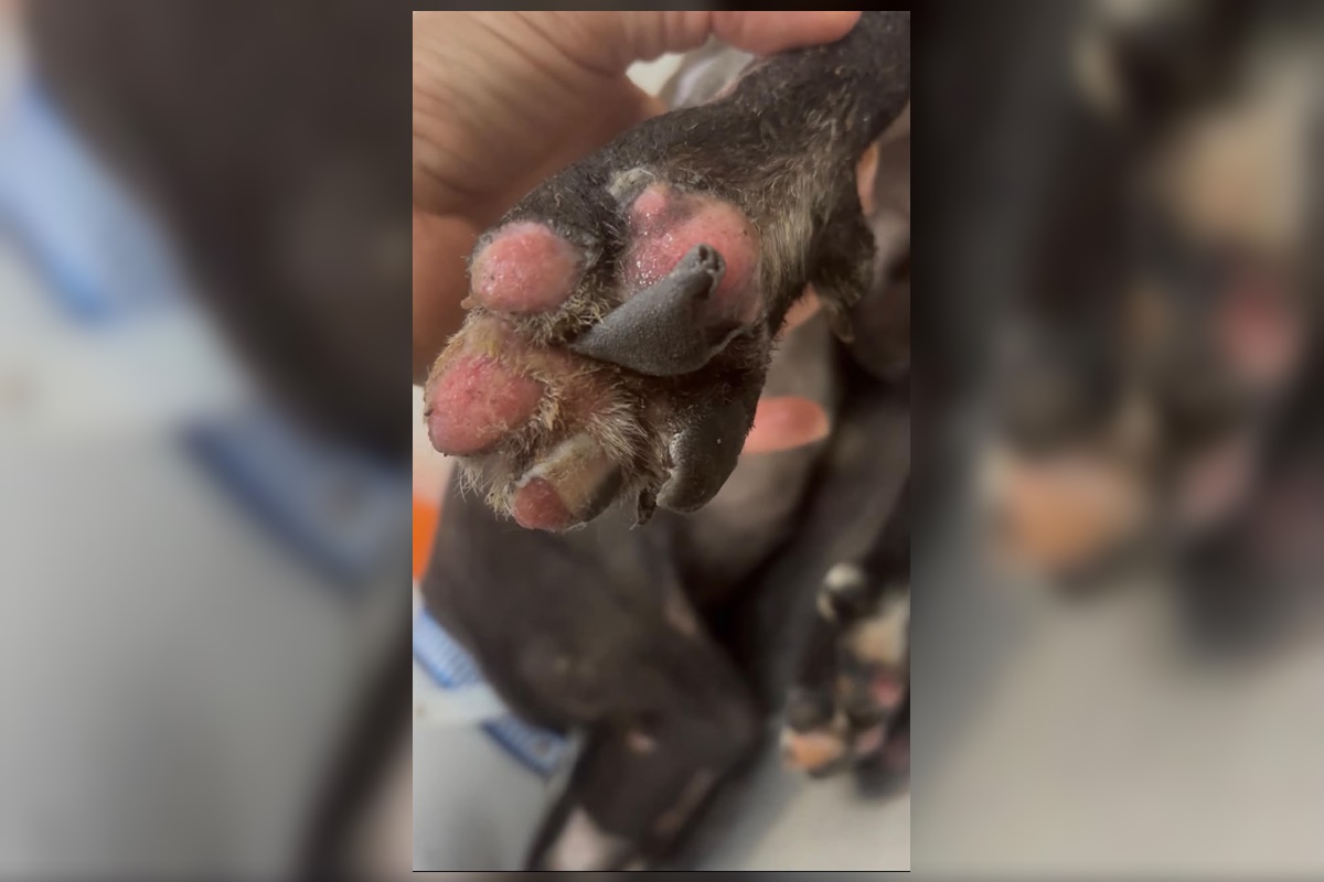 Cão incendiado em barraco no DF teve 55% do corpo queimado e perdeu o olho