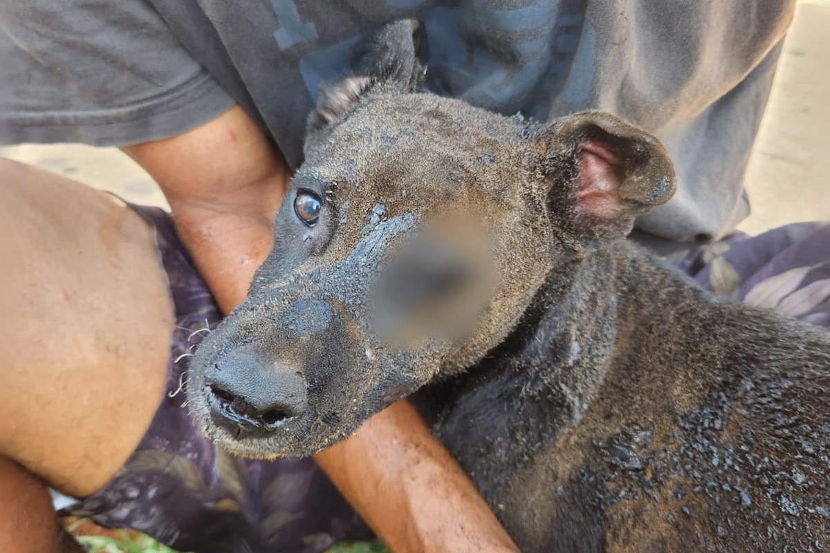 Por vingança, mulher ateia fogo em barraco com cachorro dentro no DF