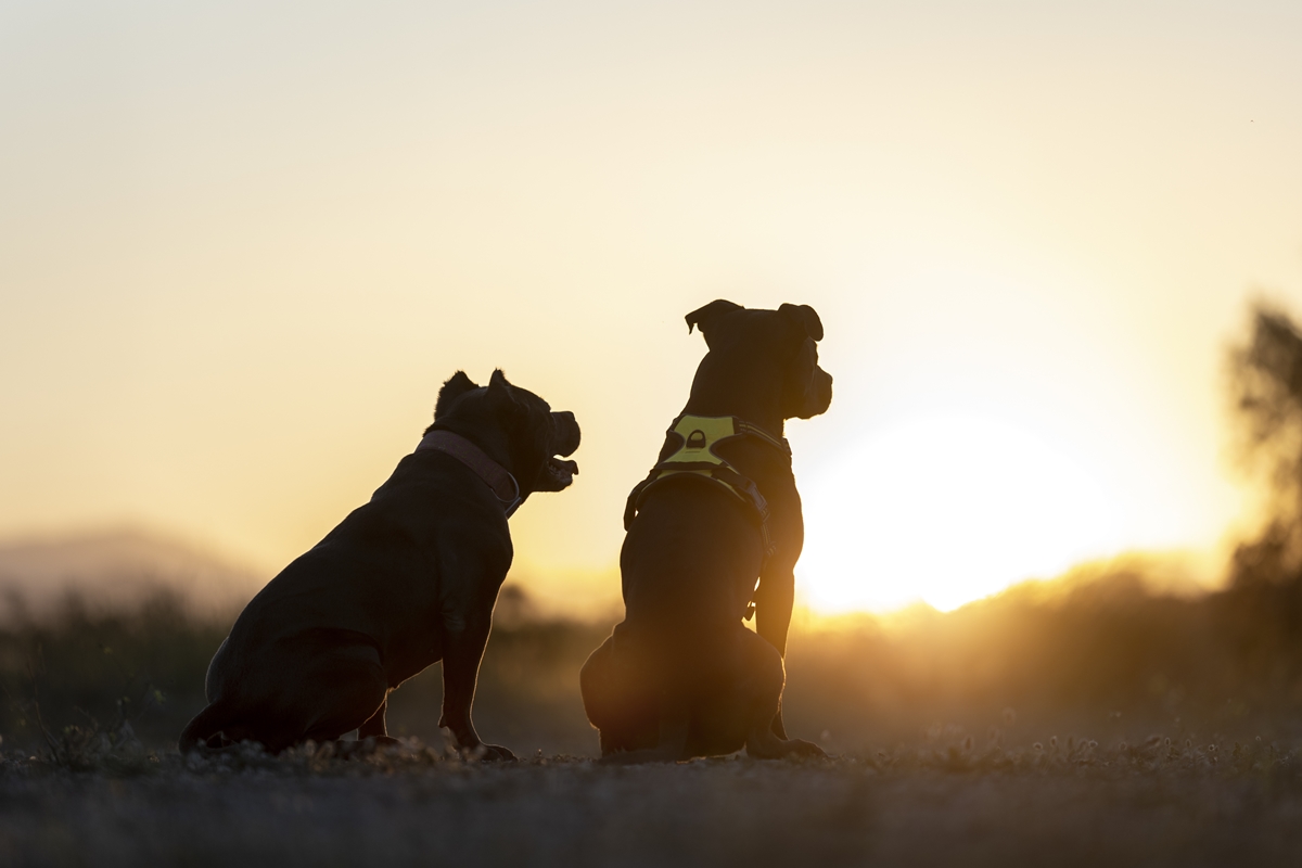 Calor extremo: tutores devem tomar cuidado para evitar hipertermia em pets