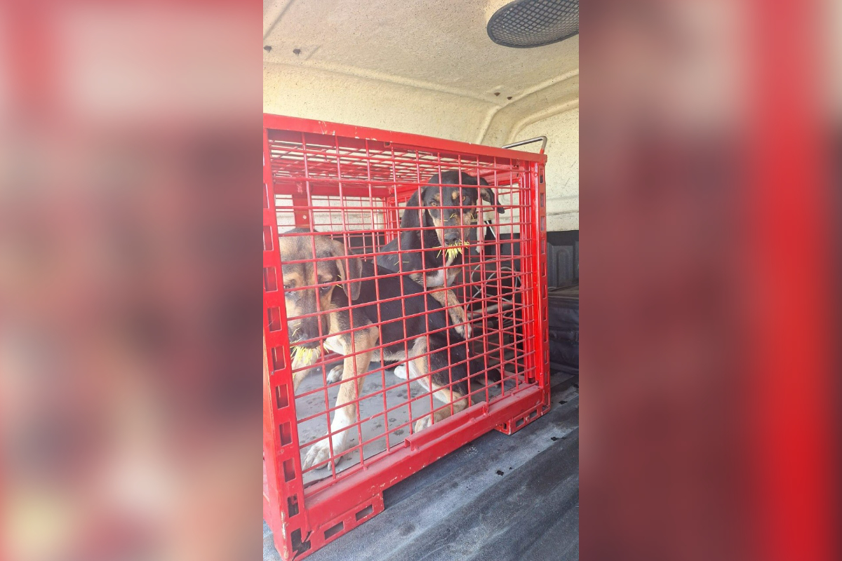 MG: bombeiros de Formiga resgatam cães feridos por espinhos de ouriço