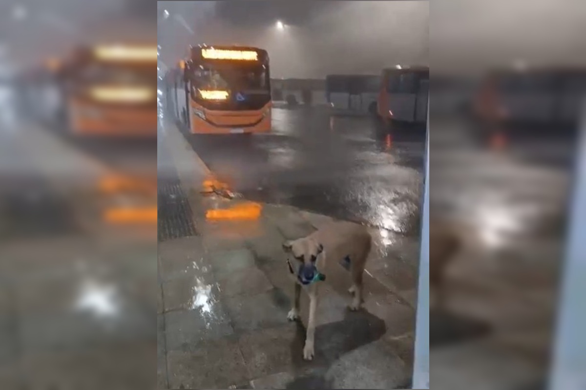Rajadas de vento durante temporal no DF chegaram a 84,4 km/h, diz Inmet